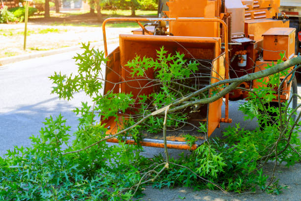 Emergency Storm Tree Removal in Estill Springs, TN